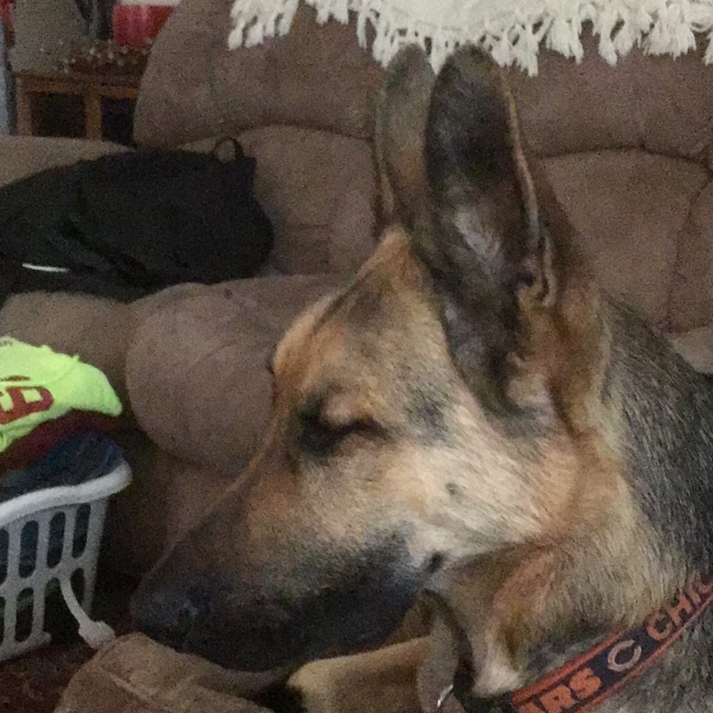 Meet your Posher, Anne